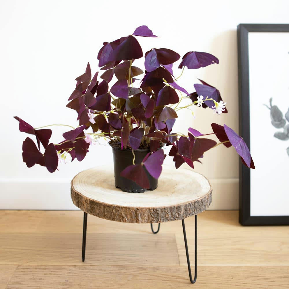 - Plante d'intérieur : L'oxalis triangularis + Cache-pot