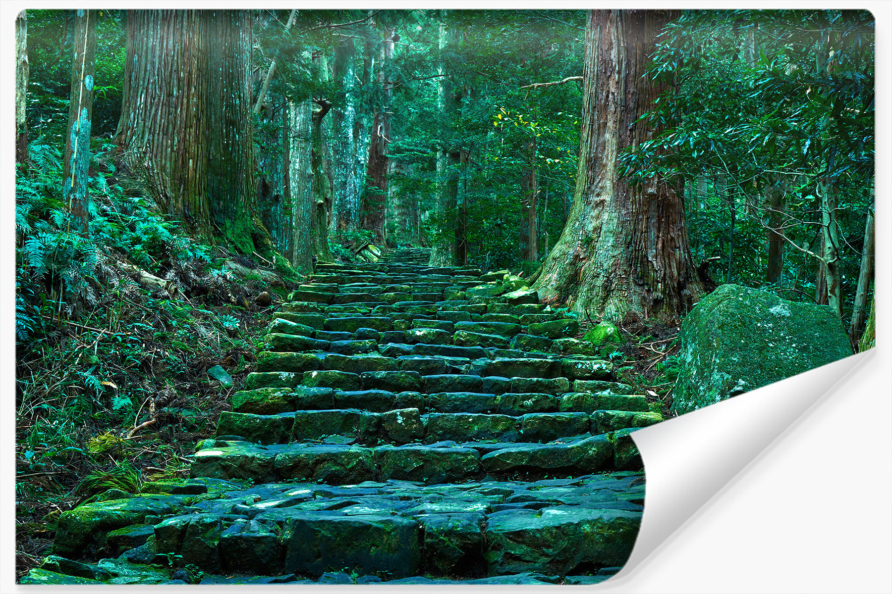 Fototapeta Kamienna LEŚNA Ścieżka Natura 90x60cm