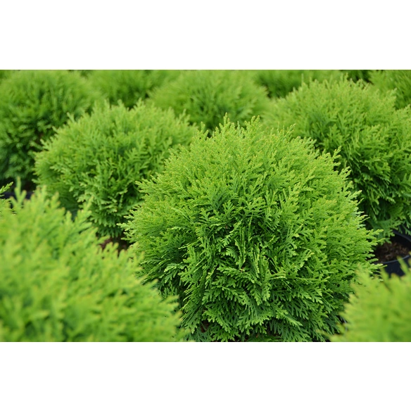 Zwerg-Lebensbaum, Thuja occidentalis »Danica«, winterhart
