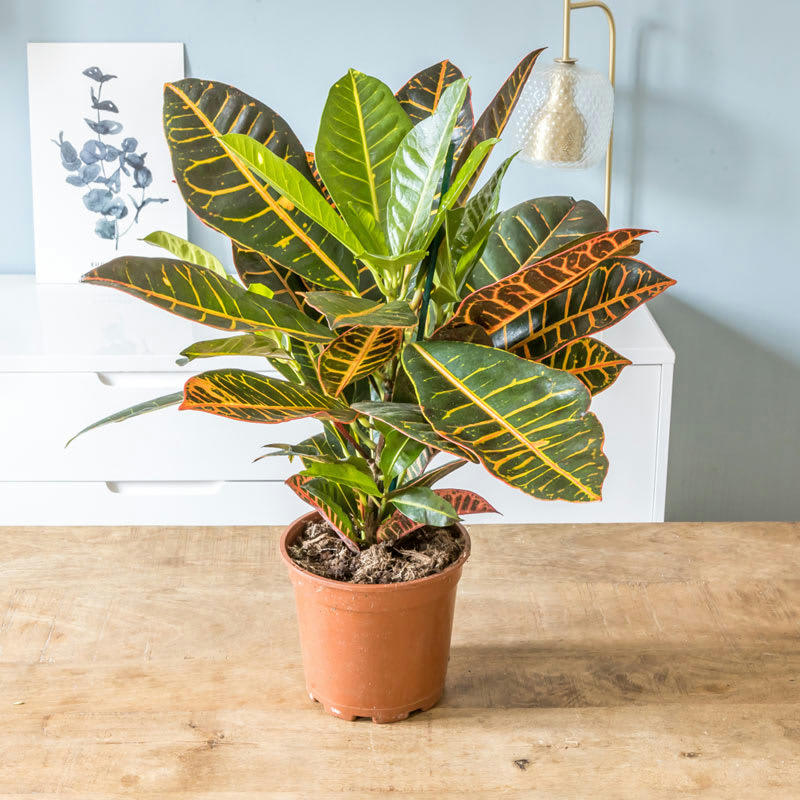 - Croton Petra sans cache-pot D17