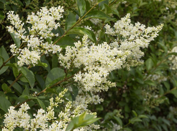 Arbres et plantes - LIGUSTRUM japonicum - Pot 4 L - H 80 cm - 300cm - Blanc crémeux - Extérieur