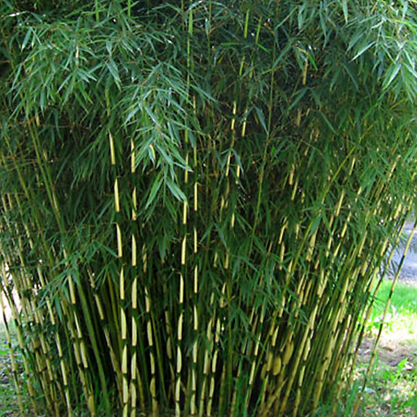 Bambou robusta - Fargesia robusta- 60- 80 cm pot