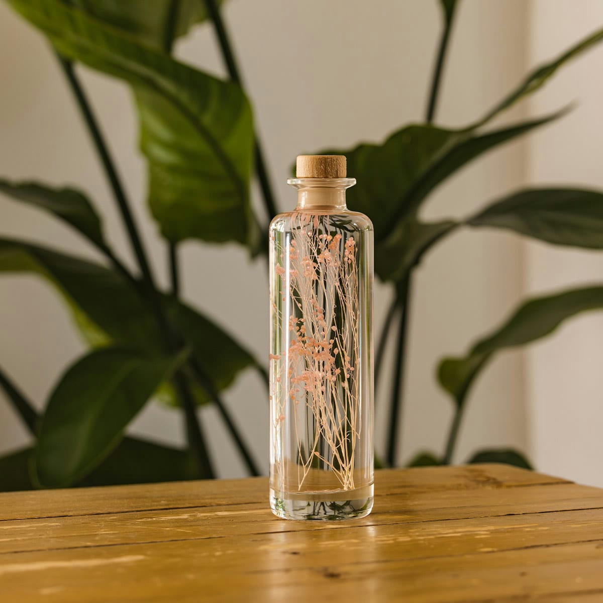 HERBARIUM DE THEOPHILE - Plante immergée Broom rose