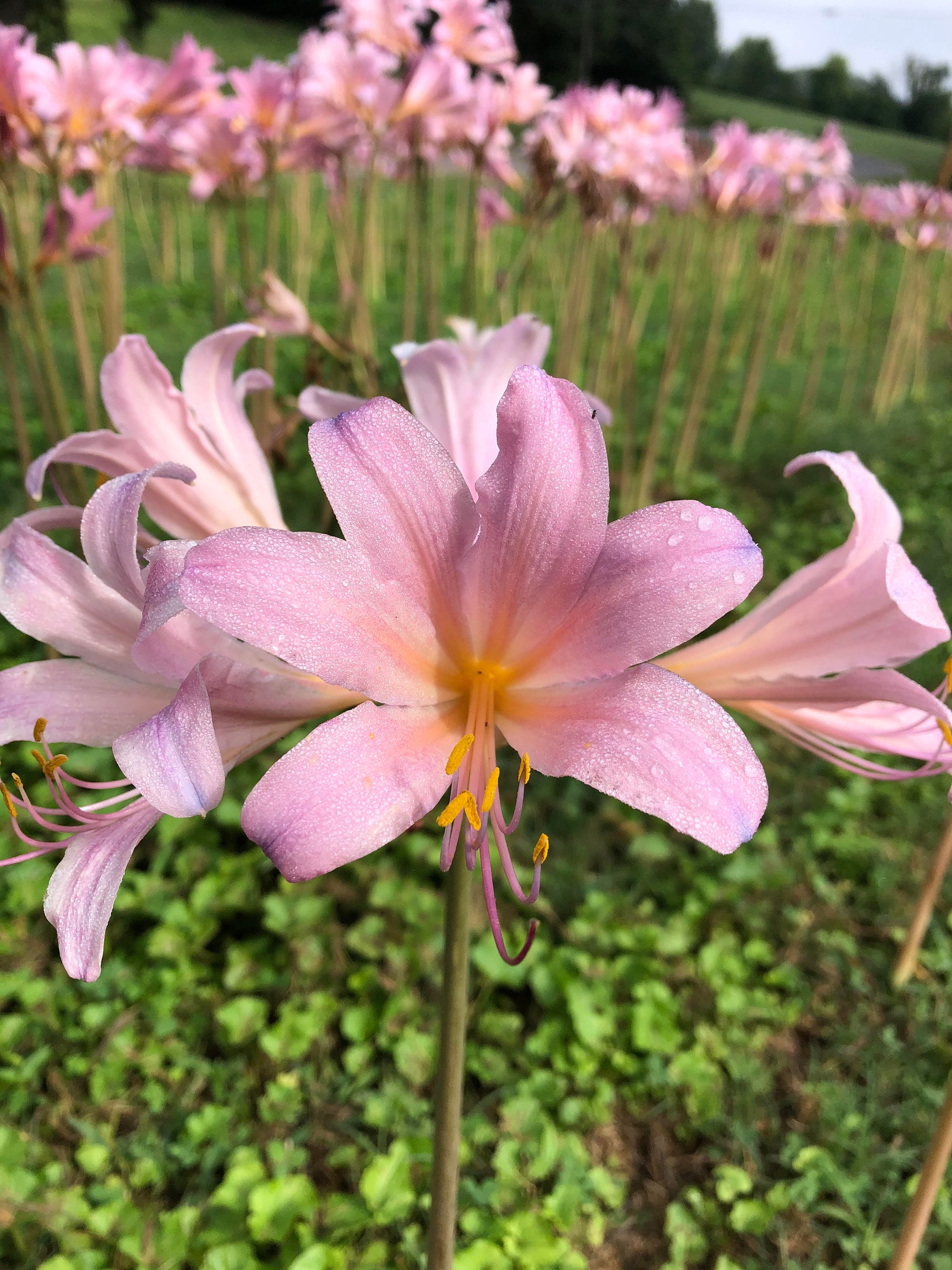 Bareroot Pink Spider Lily/ Surprise Lily/ Naked Lady Lily/ Resurrection Lily/ August Lily/ Raidanti Squamigera, you choose amount!