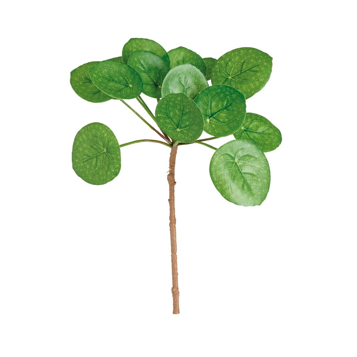 - Tige de feuilles de pilea H33