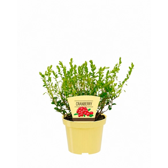 Moosbeere, Cranberry, max. 25 cm