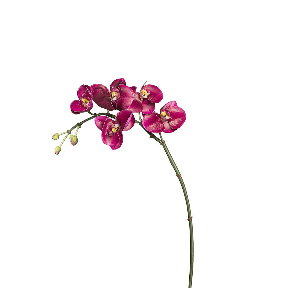 BUDY - Orchidée phalaenopsis H42