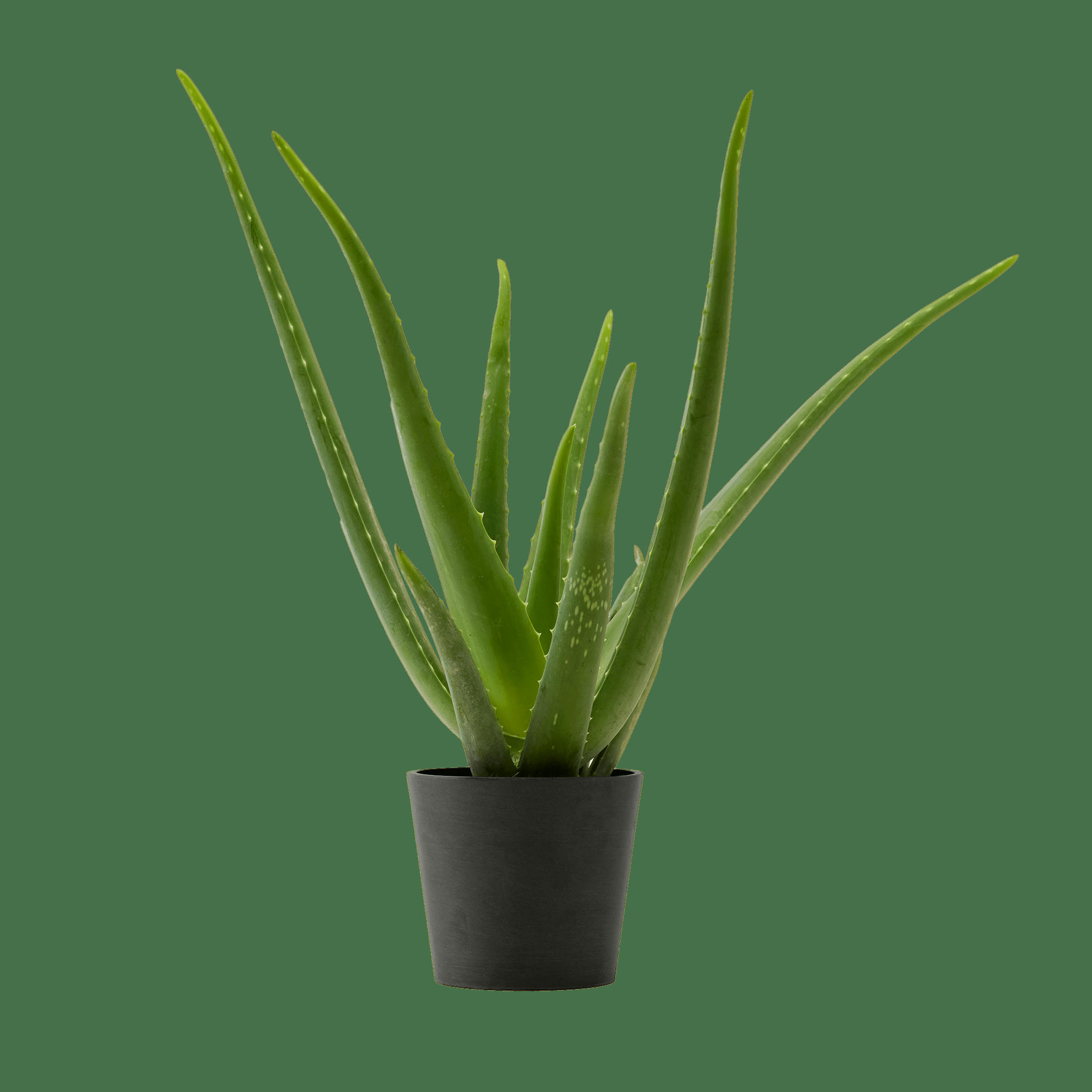 - Plante d'intérieur - Aloe Vera de 25 cm en pot noir