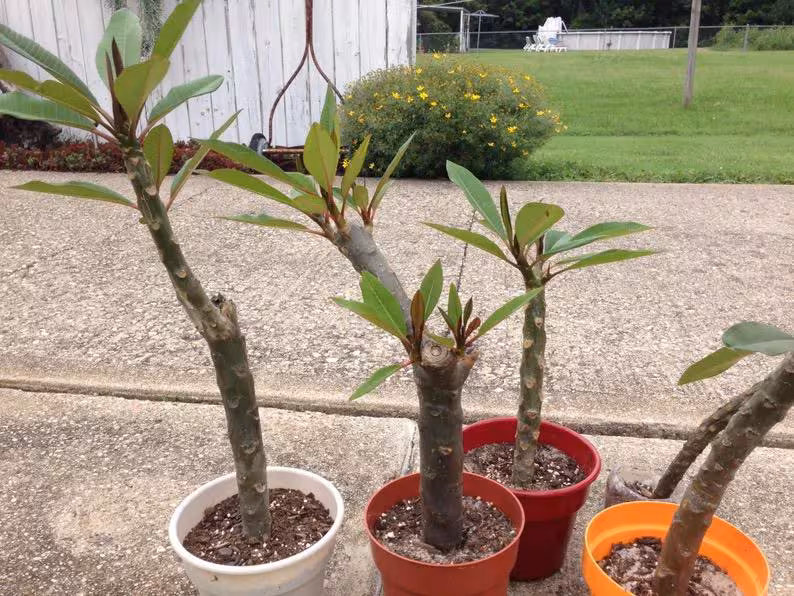 HAWAII Plumeria Tree Rooted Cutting, Exotic Colorful Fragrant Tropical Flower (1) Plants