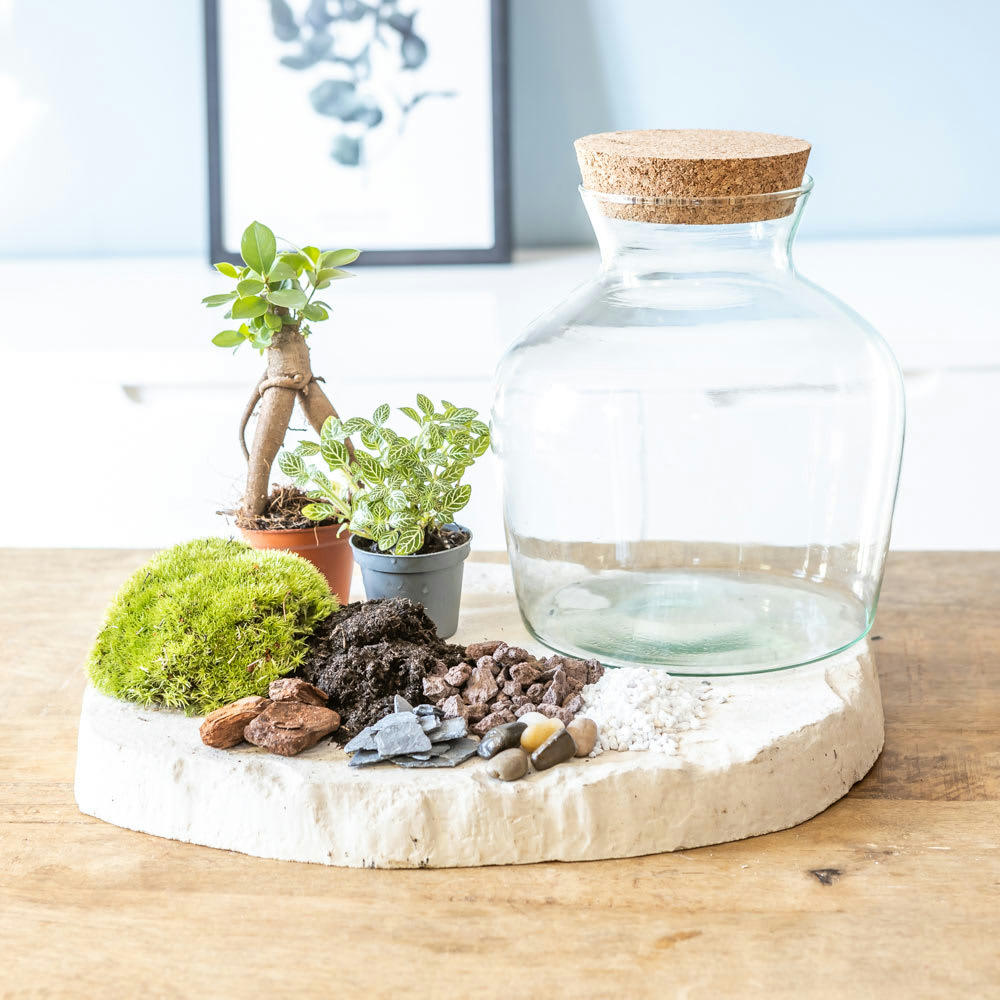 DIY - Kit pour terrarium 2 plantes ficus et fittonia vert