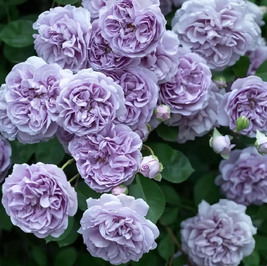 Rainy blue 蓝色阴雨 Repeat Blooming Climbing Rose
