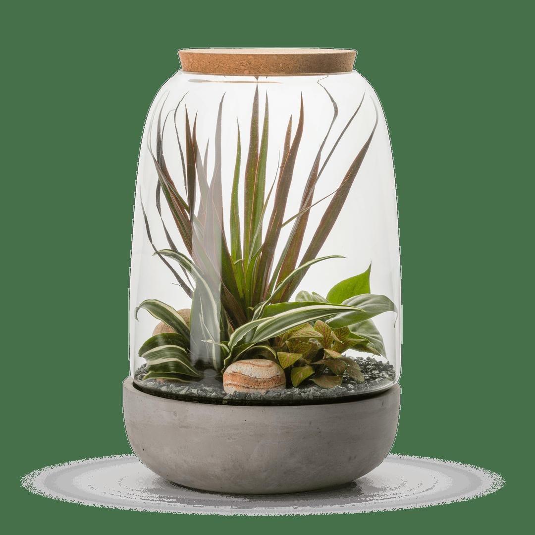 TERRA KIT - Kit terrarium plantes opendo l (23 x 36 cm)