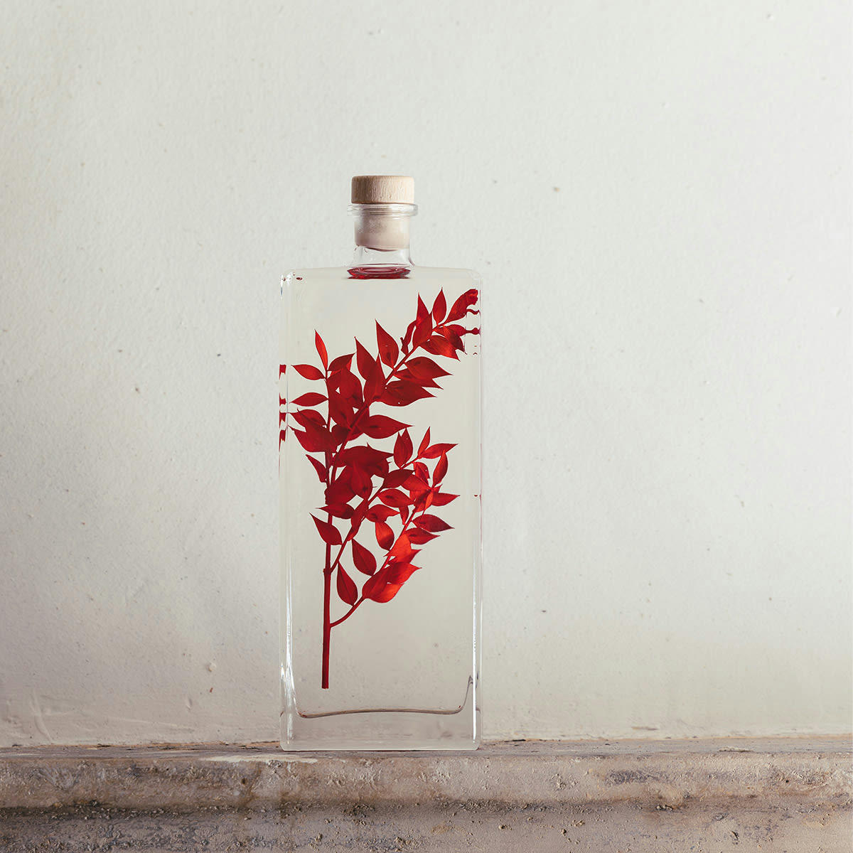 HERBARIUM DE THEOPHILE - Plante immergée Ruscus rouge