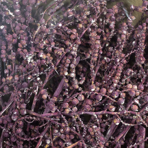Trockenblumen