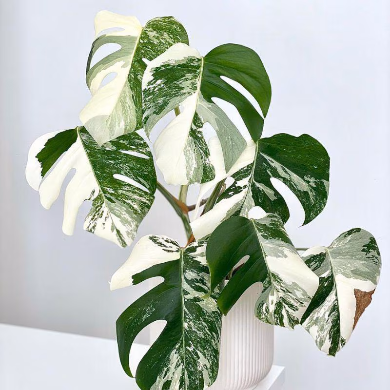 Monstera Albo Variegata Live Plant Starter Plant Rare Variegated Aroid Tropical Indoor Houseplant Collector