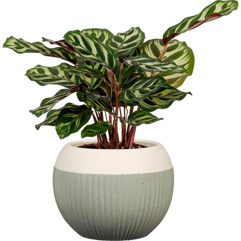 Blumentopf Scheurich