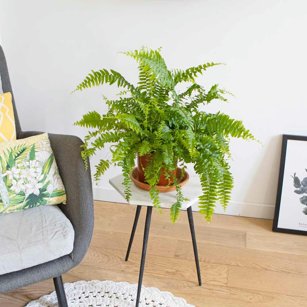 FOUGÈRE - Grande fougère de Boston sans cache-pot