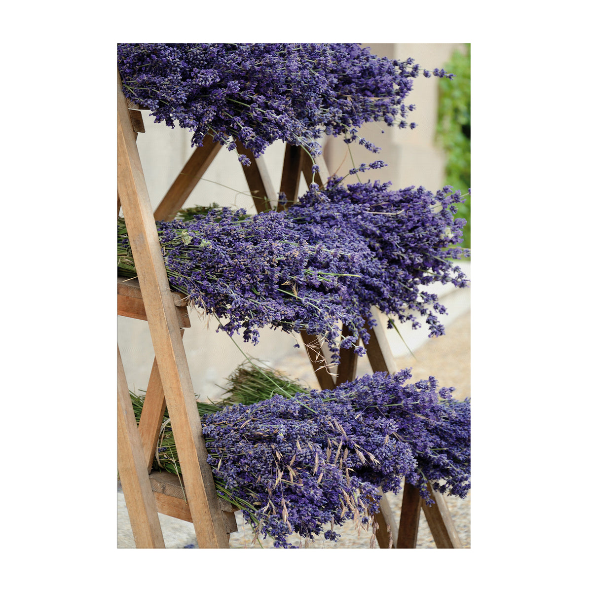Art for the Home Buitencanvas Gedroogde Lavendel