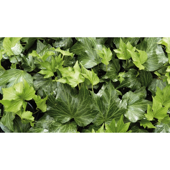 Efeu, Hedera helix »Green Ripple«, Blattfarbe: grün