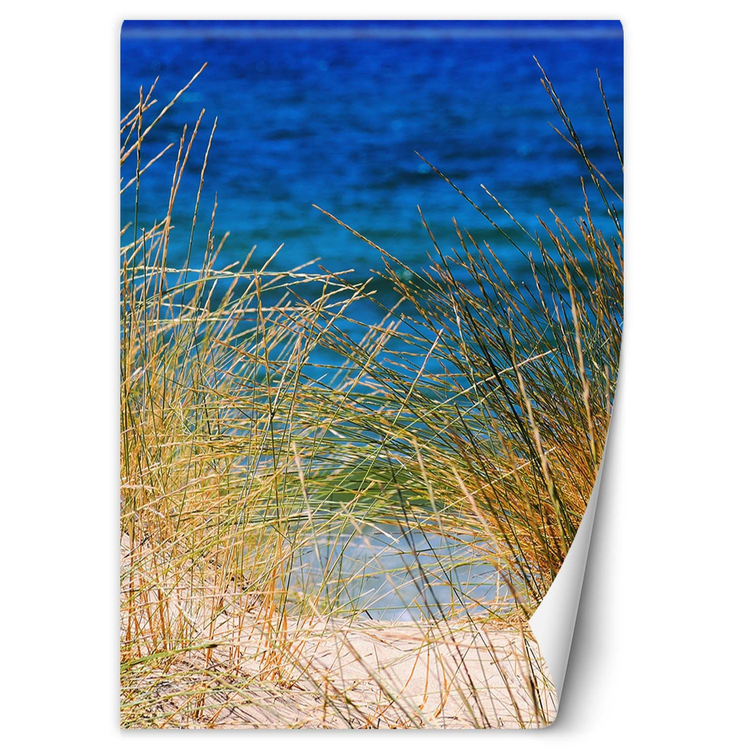 Feeby Fototapeta, Wysokie trawy nad morzem 100x140
