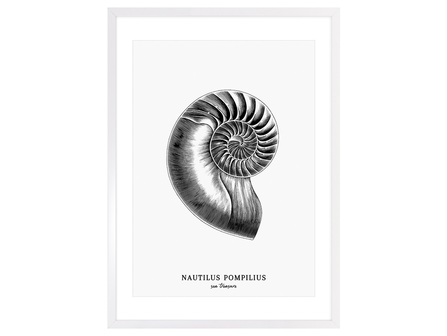 Obraz w ramie Nautilus Pomilius Shell 53x73 cm
