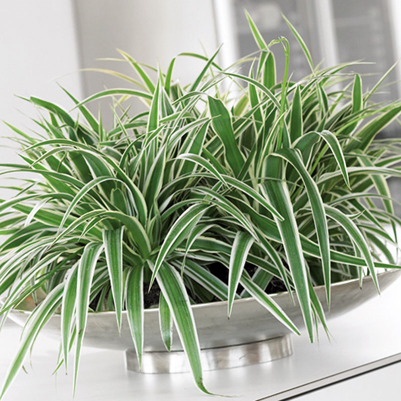 Australisk ampellilja ’Zebra Grass’