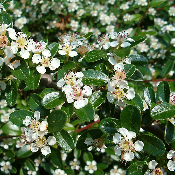 2 x Cotonéaster de Dammer - Cotoneaster dammeri- 20-30 cm pot