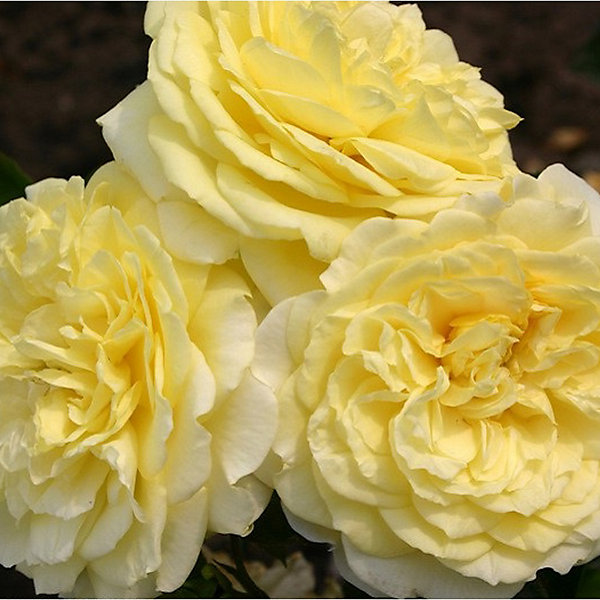 2 x Kordes Rigo-rosier - Rosa 'Solero'