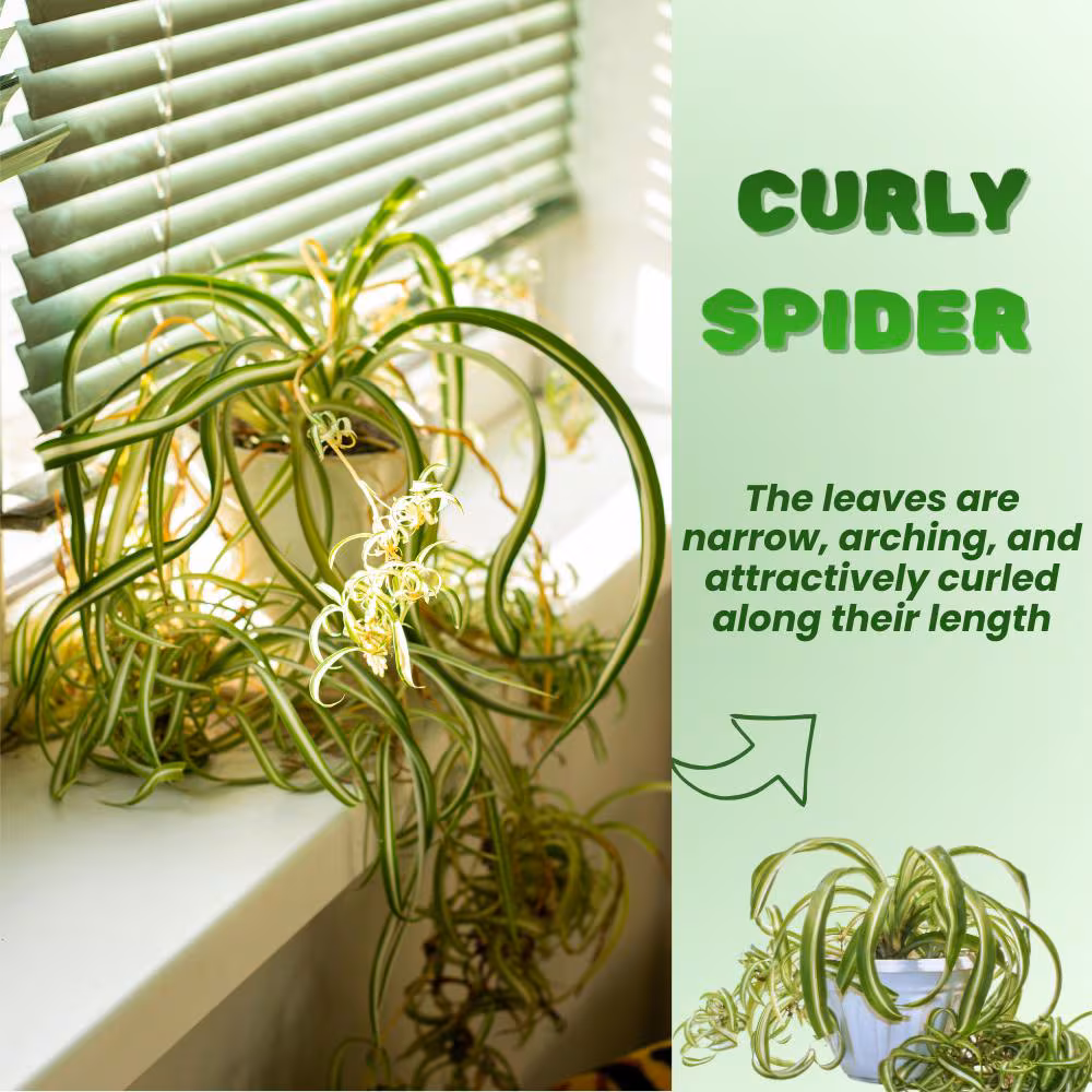 Curly Spider Live Plant, Curly Spider Plant, Chlorophytum Comosum, 4-7