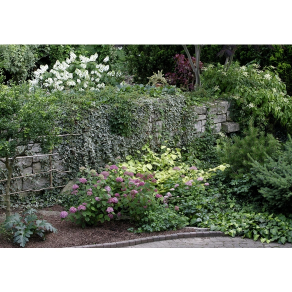 Ballhortensie macrophylla Hydrangea »Endless Summer«