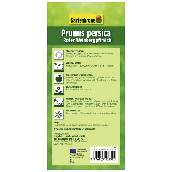Pfirsich, Prunus persica »Roter Weinbergpfirsich«, Früchte: süß