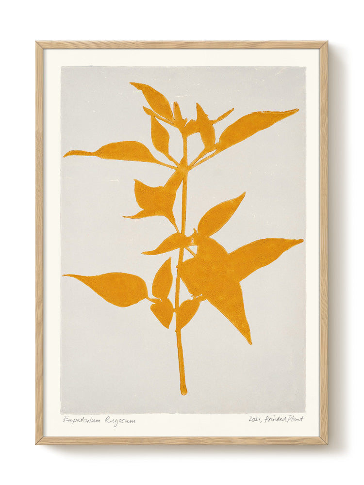 PrintedPlant - Eupatorium Rugosum - PSTR studio Kunst Poster