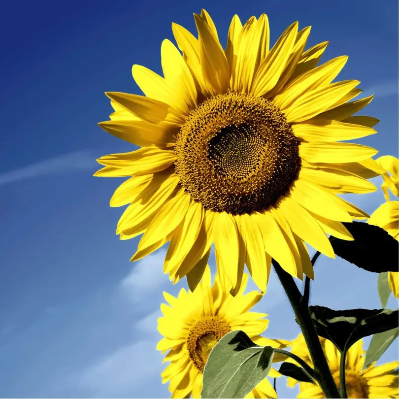 Serviette 20er-Set Sunflower Bloom