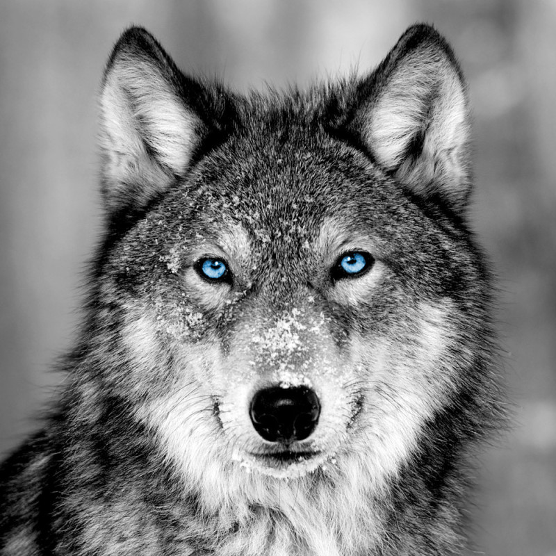 Toile Loup blue eyes 30 x 30 cm CEANOTHE