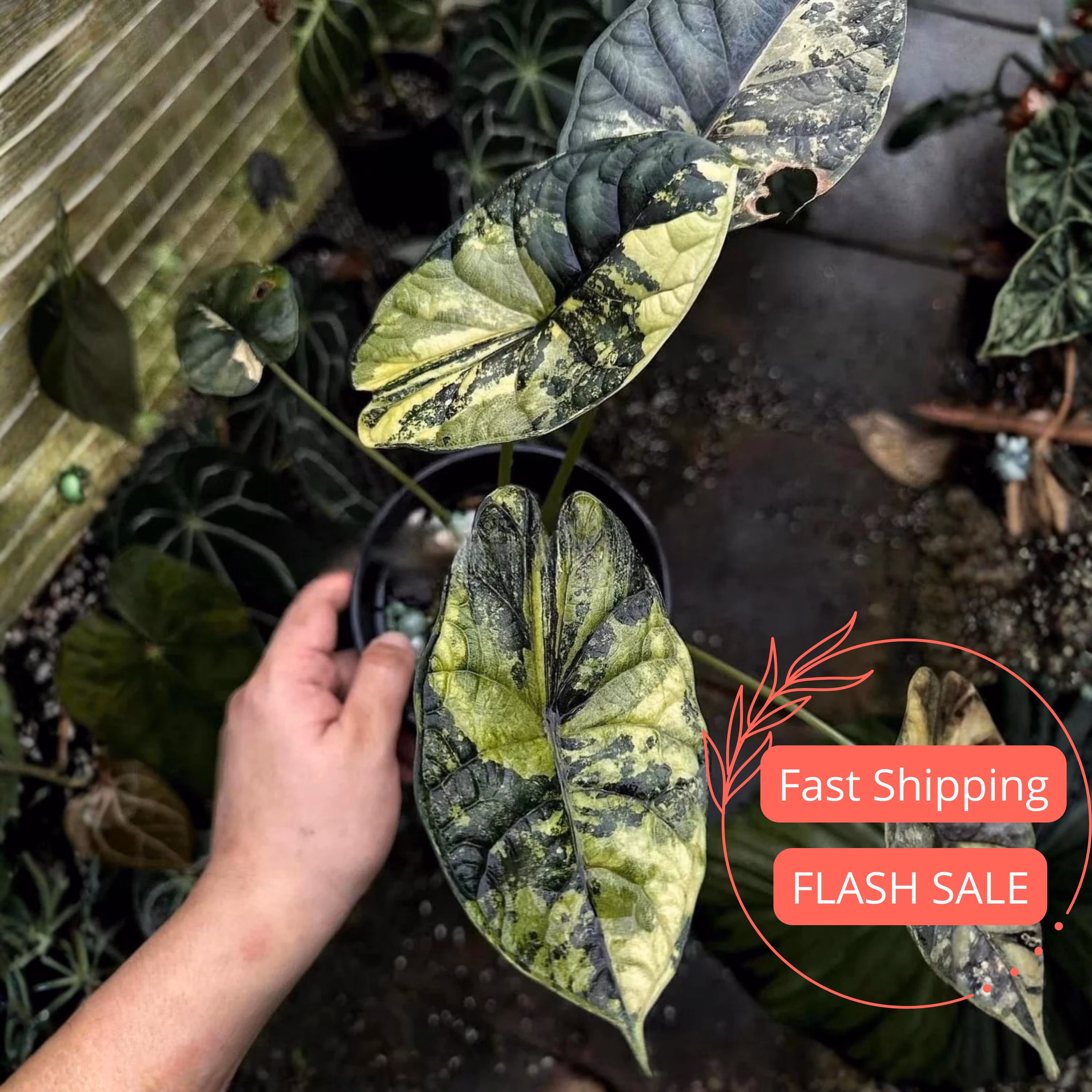 Alocasia Dragon Scale Mint Live Plant | Alocasias Tissue Culture | Indoor House Plants Gifts | Cutting Outdoor Houseplant Elephant Ears