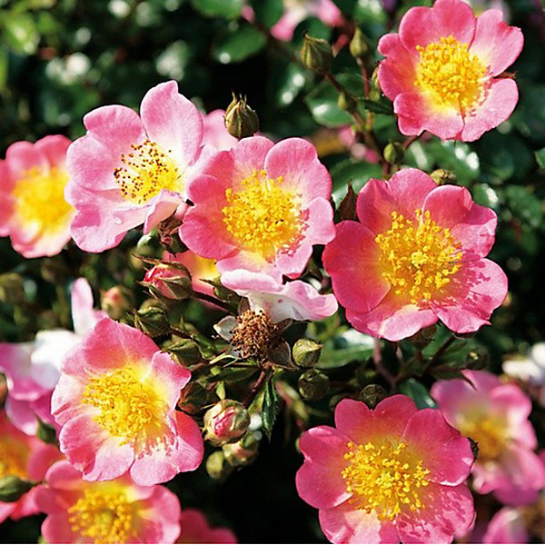 2 x Kordes Nectar Rosier - Rosa 'Topolina'