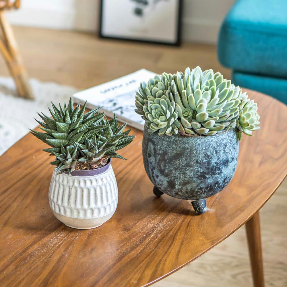 GRASSES - Plante d'intérieur grasse facile d'entretien - Lot de 2