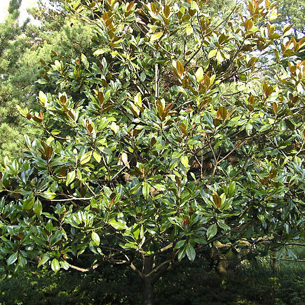 Magnolia à grandes fleurs 'Galissoniere' - Magnolia grandiflora 'Galissoniere'- 80-100 cm pot