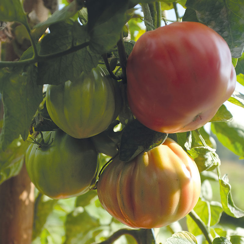 Tomat 'Liguria'