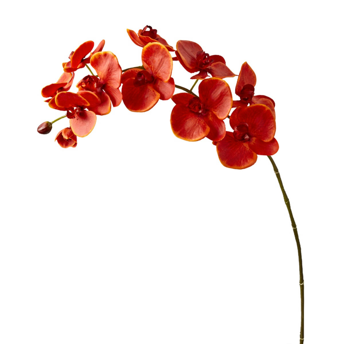 FOREVER - Orchidée Phalaenopsis Forever H100cm