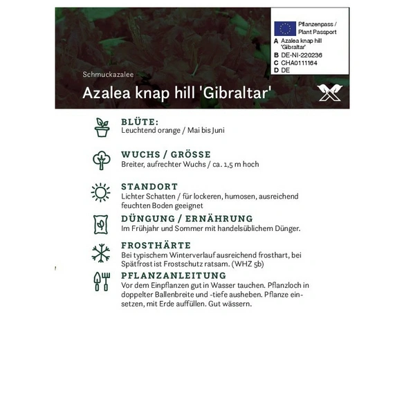 Azalee, Azalea knaphill »Gibraltar«, orange, Höhe: 40 - 50 cm