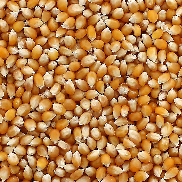 Maïs pour pop-corn - 4 kg - Produit en France - GT CATERING