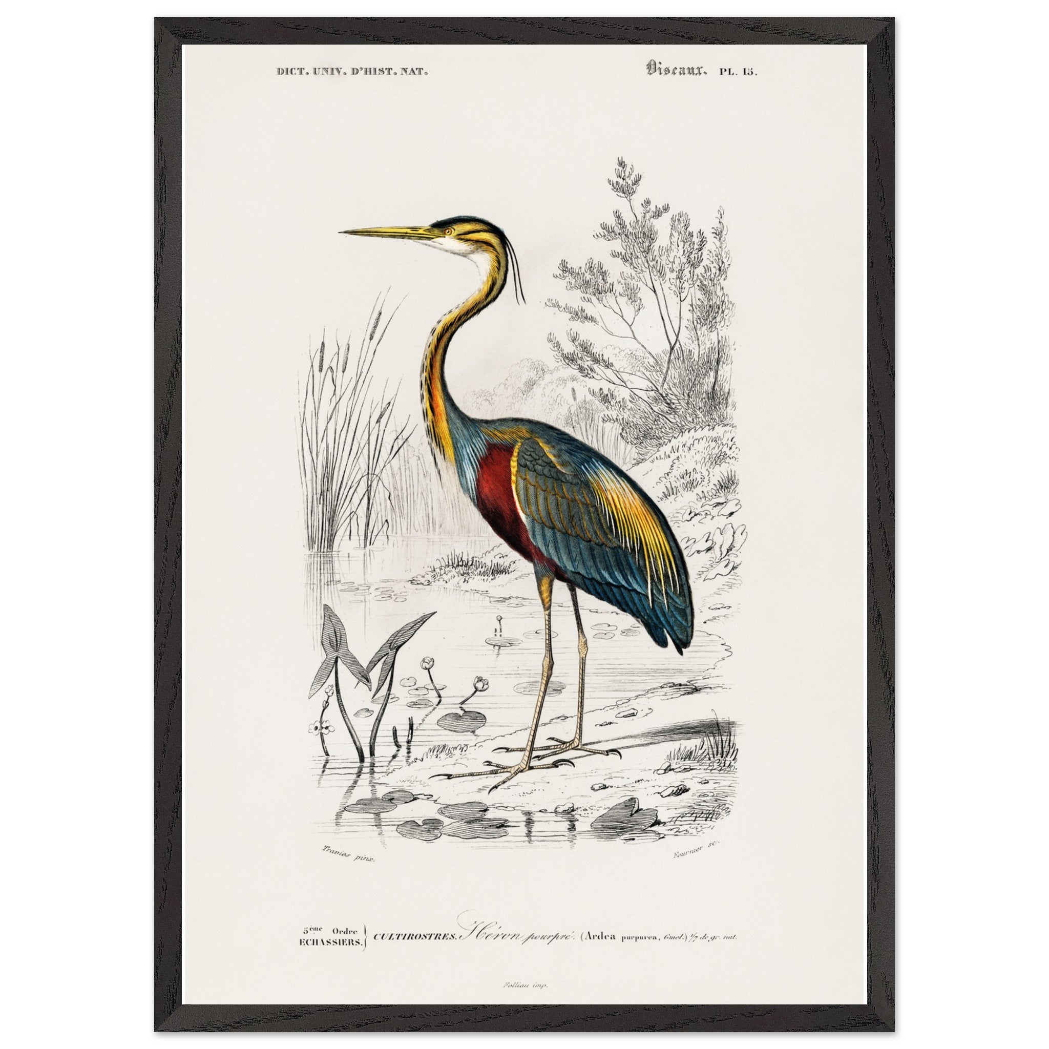 Artfulprints Poster met Lijst Charles Dessalines d'Orbigny - Purple heron (Ardea purpurea)  - 50x70 cm - Meerkleurig