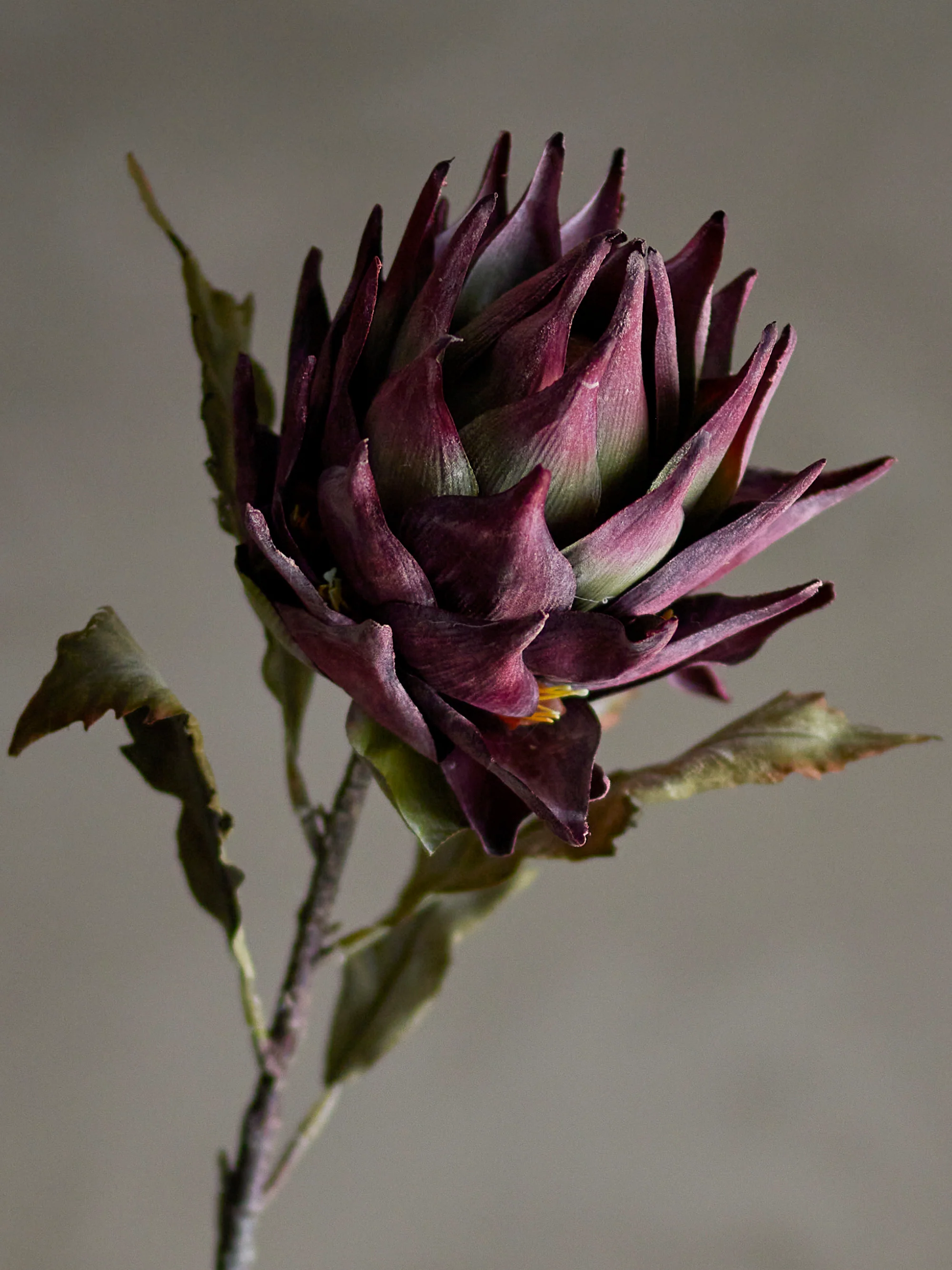 Kunstblume Protea