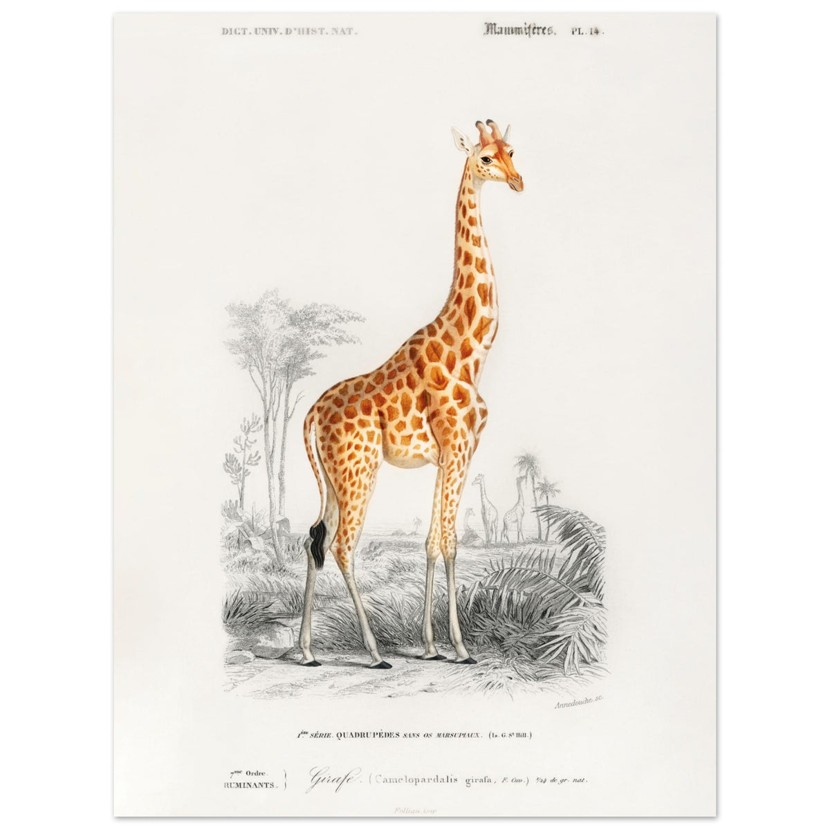 Artfulprints Poster Charles Dessalines d'Orbigny - Giraffe (giraffa camelopardalis)  - 30x40 cm - Oranje