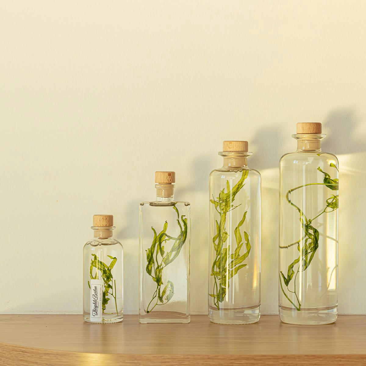 HERBARIUM DE THEOPHILE - Plante immergée Algue aquatique