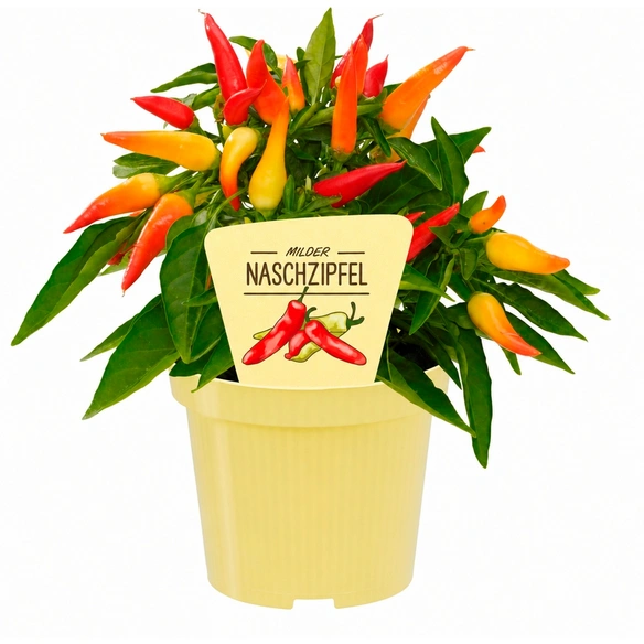 Saisonpflanze, Paprika Naschzipfel Chili-Pepper, Blu Bio mild, mit Früchten T 12