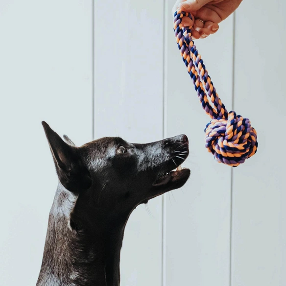 Hundespielzeug, mehrfarbig