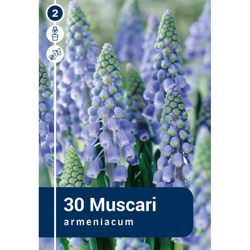 Bulbes de muscaris Armeniacum 30 pièces