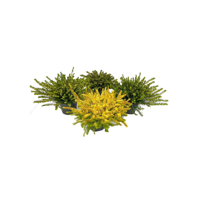 Bruyère d'hiver en pot Ø 10,5 cm